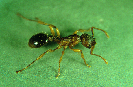 Salz-Knotenameise  (Myrmica curvithorax) - © Bernhard Seifert